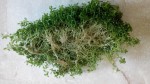 copy_359_IMG_20161020_141607.jpg