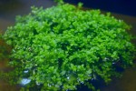 copy_532_куба_palu1.jpg