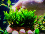 copy_720_Fissidens-sp.-Thailand.jpg