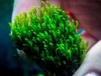 copy_843_Fissid-sp.-«Mini».jpg