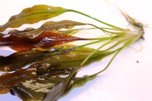 Изображение 3852.jpg