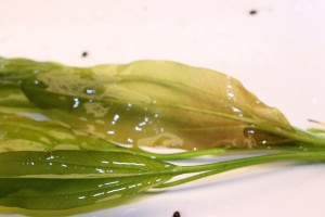 Изображение 3927.jpg