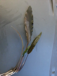 20161130_153826.jpg