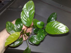 Broad Leaf5.jpg