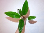 DSCN4549.JPG