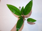 DSCN4550.JPG