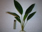 DSCN4551.JPG