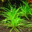 Eriocaulon-Parkeri-Aquatic-plant-for-sale-and-where-to-buy-AquaticMag-300x300.jpg