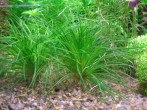Eriocaulon middle Japan.JPG