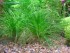 Eriocaulon middle Japan.JPG