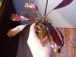 IMG-20161130-WA0010.jpg