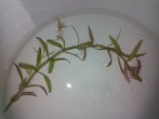 Limnophila_Belem2.JPG
