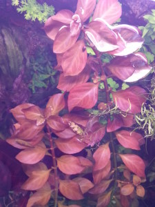 Ludwigia Rossa.jpg