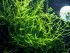 copy_161_copy_437_Creeping-1.jpg
