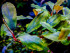 copy_224_copy_45_copy_776_Shine-Blue-2_1.jpg