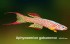 copy_293_copy_917_Aphyosemion_gabunense_scale_1200x800.jpg