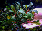 copy_617_Flora.jpg
