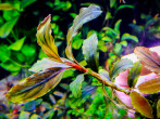 copy_80_Copper-Leaf-Melawi.jpg