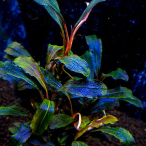 copy_987_Solid-Blue.jpg