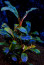 copy_987_Solid-Blue.jpg