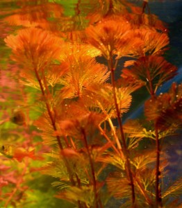 copy_997_03-1.jpg