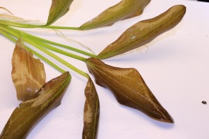 Изображение 3962.jpg