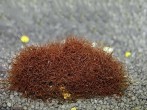 1436356784_caloglossa-beccarii-3.jpg
