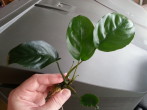 Broad Leaf (2).jpg