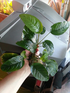 Caladiifolia 2 куста.jpg