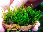 DSCF4262.jpg