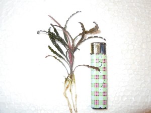 DSCN4587.JPG