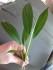 Epipremnum Pulchrum2.jpg