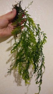 IMG_20161204_171444.jpg