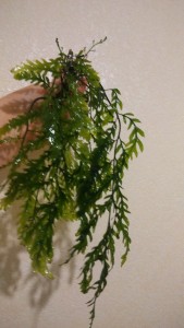 IMG_20161204_171452.jpg