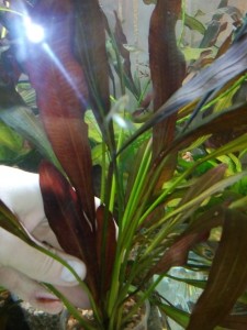 IMG_20161216_194058_500x667.jpg