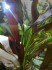 IMG_20161216_194058_500x667.jpg