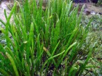 Lilaeopsis-macloviana.jpg