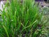 Lilaeopsis-macloviana.jpg