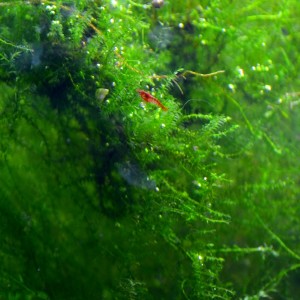 buble_stringy0_web.jpg