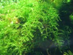 copy_316_moss-sp.-East-Kalimantan-№454.jpg