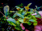 copy_574_copy_493_copy_8_copy_738_Shine-Blue-2.jpg
