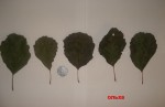 copy_5_DSC05948.jpg