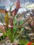 copy_619_IMG-20161130-WA0006.jpg