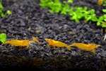copy_636_copy_849_copy_239_copy_397_copy_949_copy_117_orange_web00.jpg