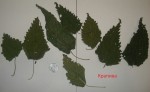 copy_715_крапива.jpg
