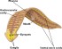 copy_807_copy_506_copy_269_PlanarianAnatomy-1.jpg