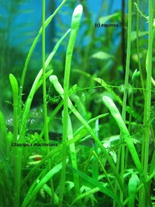 lilaeopsis_macloviana.jpg