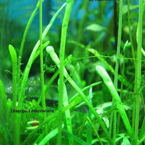 lilaeopsis_macloviana.jpg