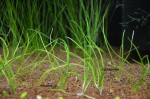 pilularia.JPG