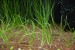pilularia.JPG